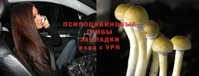 Псилоцибиновые грибы Magic Shrooms  Выборг 